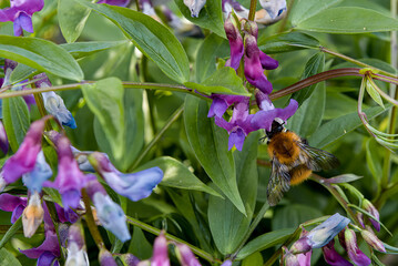Un bourdon du groupe pascuorum sur Lathyrus vernus (Orobe printanier).