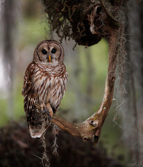 A barred owl in the Everglades, Florida 