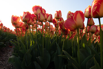 Gelb Rote Tulpe, Tulpenfeld, tulip field