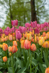 Obraz premium Tulpenmeer im Keukenhof, Tulpen