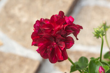 Fototapeta na wymiar Red geranium flowers