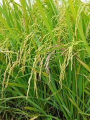Fototapeta premium PADDY FIELD