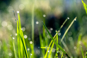 Fototapeta premium Bezaubernder Morgenstimmung auf einer Wiese. Die Nacht war frostig, eisig kalt: In der Sonne glitzern und funkeln tausende Wassertropfen als Morgentau auf Grashalmen. Eine schöne Makroaufnahme.