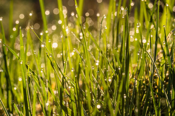 Bezaubernder Morgenstimmung auf einer Wiese. Die Nacht war frostig, eisig kalt: In der Sonne glitzern und funkeln tausende Wassertropfen als Morgentau auf Grashalmen. Eine schöne Makroaufnahme.
