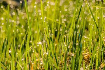 Bezaubernder Morgenstimmung auf einer Wiese. Die Nacht war frostig, eisig kalt: In der Sonne glitzern und funkeln tausende Wassertropfen als Morgentau auf Grashalmen. Eine schöne Makroaufnahme.
