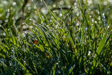 Bezaubernder Morgenstimmung auf einer Wiese. Die Nacht war frostig, eisig kalt: In der Sonne glitzern und funkeln tausende Wassertropfen als Morgentau auf Grashalmen. Eine schöne Makroaufnahme.