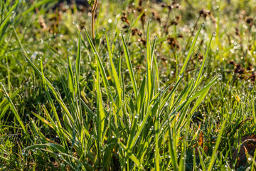 Bezaubernder Morgenstimmung auf einer Wiese. Die Nacht war frostig, eisig kalt: In der Sonne glitzern und funkeln tausende Wassertropfen als Morgentau auf Grashalmen. Eine schöne Makroaufnahme.