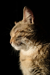 Fototapeta na wymiar Domestic grey cat half-face, macro view. Adult tabby pet sitting on black background with closed eyes. Senior cat having a rest.