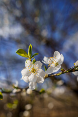 Apple branch with white flowers
