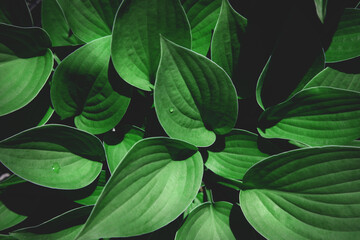Natural background. Green leaf texture, top view