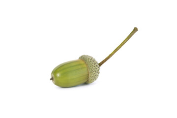 Glands de chêne	