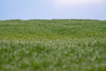 łan zielonego zboża