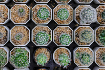 top view of variety kinds cactus in a mini pot