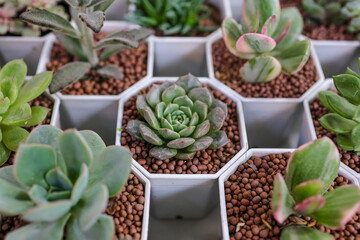 Closeup cactus succulent in a mini white pot