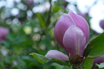 Pink magnolia flower close up. Close view of blooming magnolia branches.
