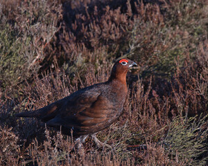 Male Red grouse in the heather in morning sunlight.