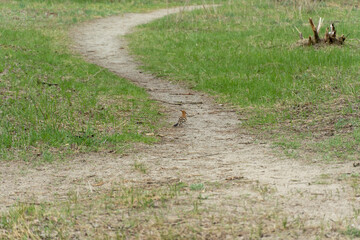 Hoopoe walking on green grass in springtime. Nice small brightly orange bird with long narrow beak...