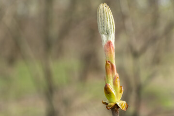 Сlose-up of branches with chestnut bud. Young beautiful tree in springtime. Beauty in nature.