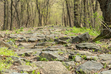 Stone dirt road in the deciduous forest in spring. Natural trek pavement of rocks. Mysterious path full of roots trees bushes green grass and leaves.
