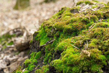 Green young moss in nature. Beautiful grass grows in the forest. Mound of soil is covered with dense plants. Moss is the oldest inhabitant of the earth. Wetlands.