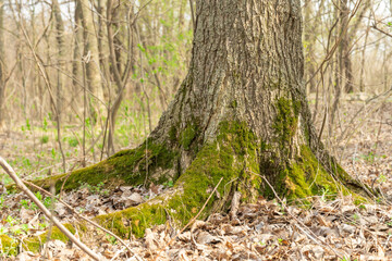 Naklejka premium Green young moss in nature. Trunk tree is covered with dense plants. Beautiful grass grows in the forest. Moss is the oldest inhabitant of the earth. Wetlands.