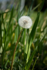 A lone, but beautiful dandelion in grass