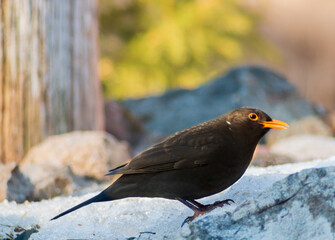 Blackbird closeup in home garden