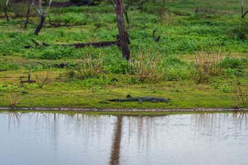 Crocodile in the Yala National Park, Sri Lanka