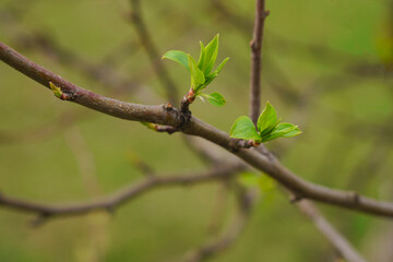 The budding leaves of an apple tree.Spring garden. The first sprouts of trees.