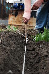 marking beds with a cord for planting seeds in the ground in spring