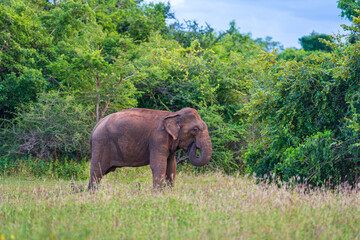 Fototapeta na wymiar Elephants in the National Park