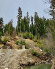 Obraz premium forest in the mountains