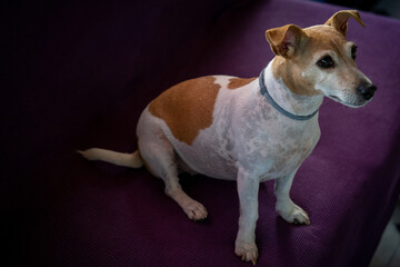 Amazing dog portraits showing their rich emotional life and how much they love and trust us as their best friends