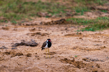 Birds in the National Park