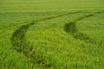 Wonderful rapeseed crops in April, 2022 near Yambol, Bulgaria