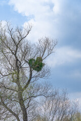 Jemioła w kształcie serca