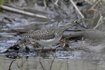 Solitary Sandpiper.