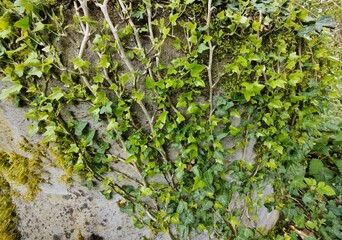 Ivy tendrils climb a concrete wall