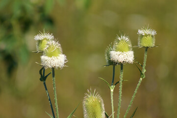 Closeup of cutleaf teasel seeds with green blurred background