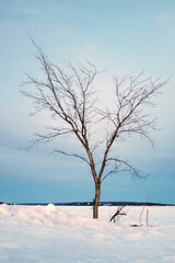 Fototapeta na wymiar un arbre en hiver
