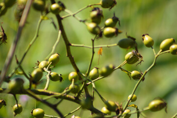 Closeup of green rose hip fruits with selective focus on foreground