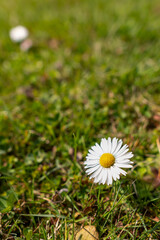 samotna stokrotka na łące