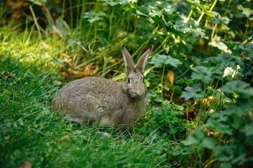 Naklejka na ściany i meble rabbit eats grass in the park in nature
