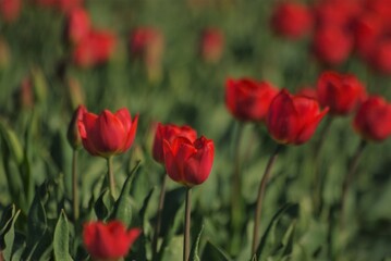 Fototapeta na wymiar Close up of red tulips