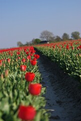 Rows of red tulips