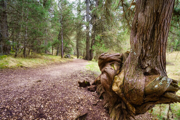 Huge twisted tree in the path of the mysterious juniper forest, Sabinar Soria.