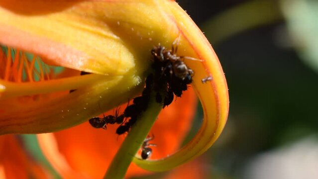 Des fourmis élèvent des pucerons sur une fleur de capucine.