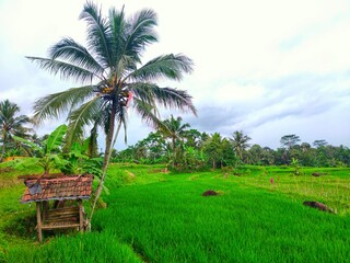 Fototapeta premium A small building in the rice, a place for farmer rest in indonesia