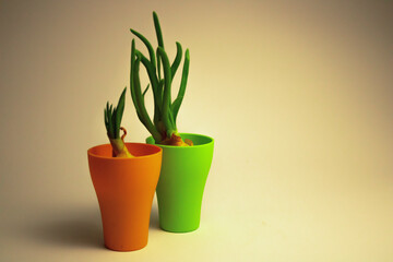 Onion sprouts for salad. Often used for flavor.