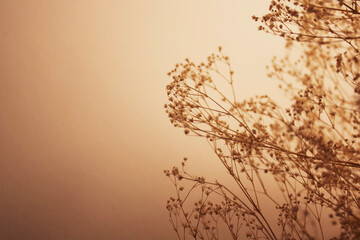 Close view of grass stems against dusty sky. Calm and natural background